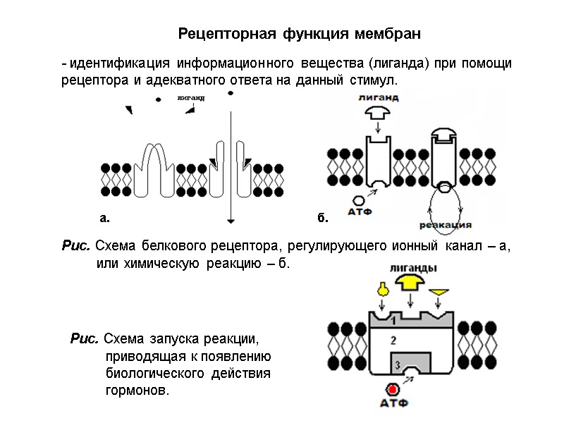 Рецепторная функция мембран - идентификация информационного вещества (лиганда) при помощи рецептора и адекватного ответа